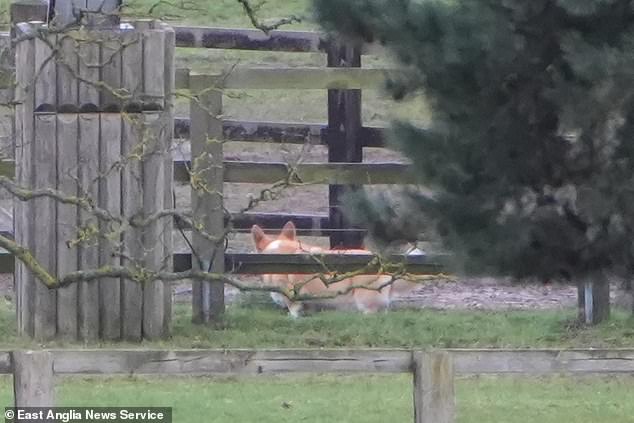 Andrew Mountbatten-Windsor¿s dogs are now being walked by staff after their owner has become a recluse