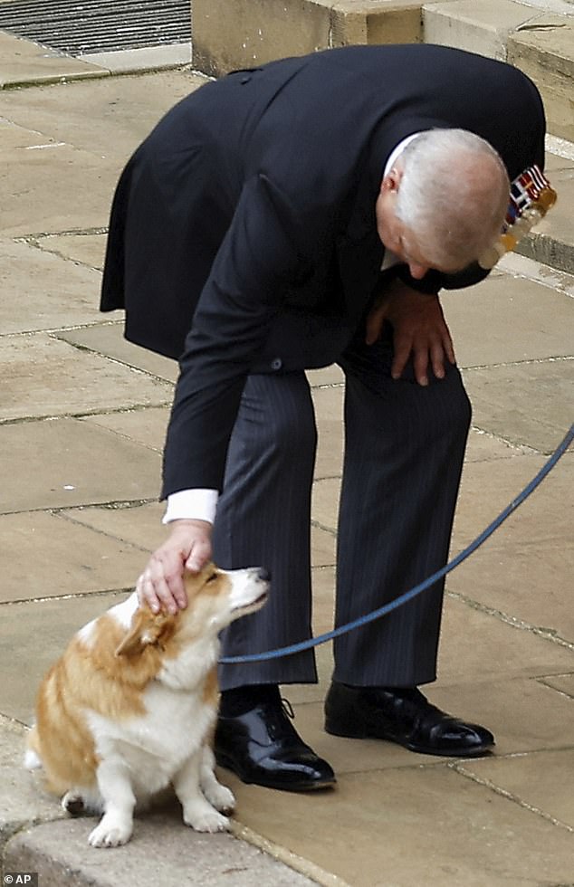 Disgraced former prince Andrew has given up taking them out himself and relied on his staff instead since he was evicted from Royal Lodge. He is seen here petting one of the royal corgis on the day of the Queen's state funeral