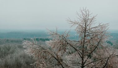 Cold Europe, burning south: January shows climate extremes at both ends of the planet