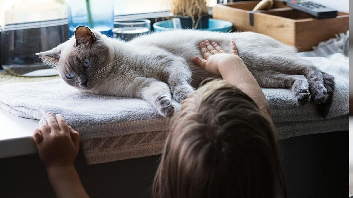 Pet cats share key cancer genes with humans, study finds 