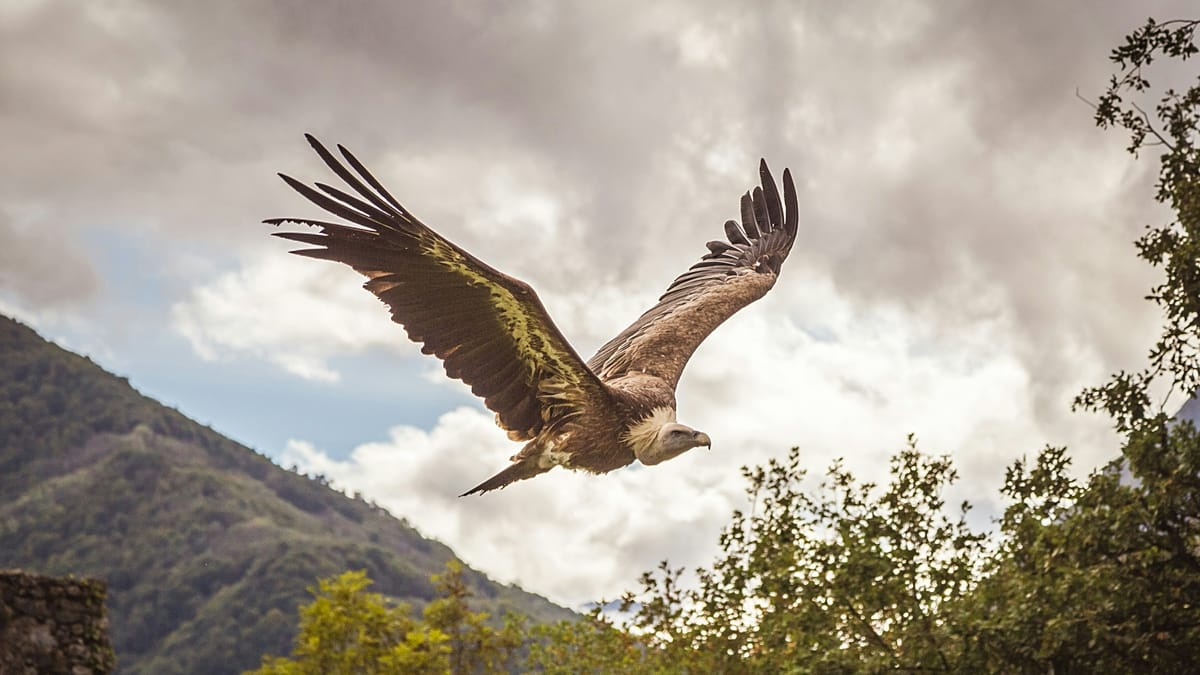 Return of Sardinia’s griffon vultures hailed as one of Italy’s greatest conservation success stories