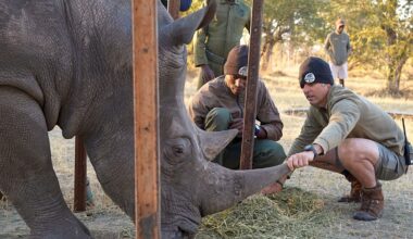 'Ridiculous' plan developed at Florida zoo saves wild rhino's eyesight in Africa