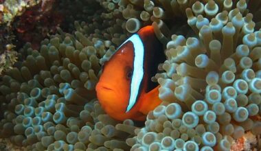 Finding Nemo, losing stripes: Baby clownfish shed bars to secure their social rank