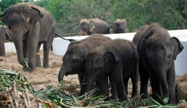 Thailand puts elephants on birth control as populations are 'squeezed out' of their natural habitat