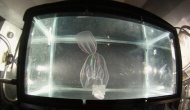 Cannibalistic jellies and aggressive blue crabs: Invasive species threaten Venice’s fragile lagoon