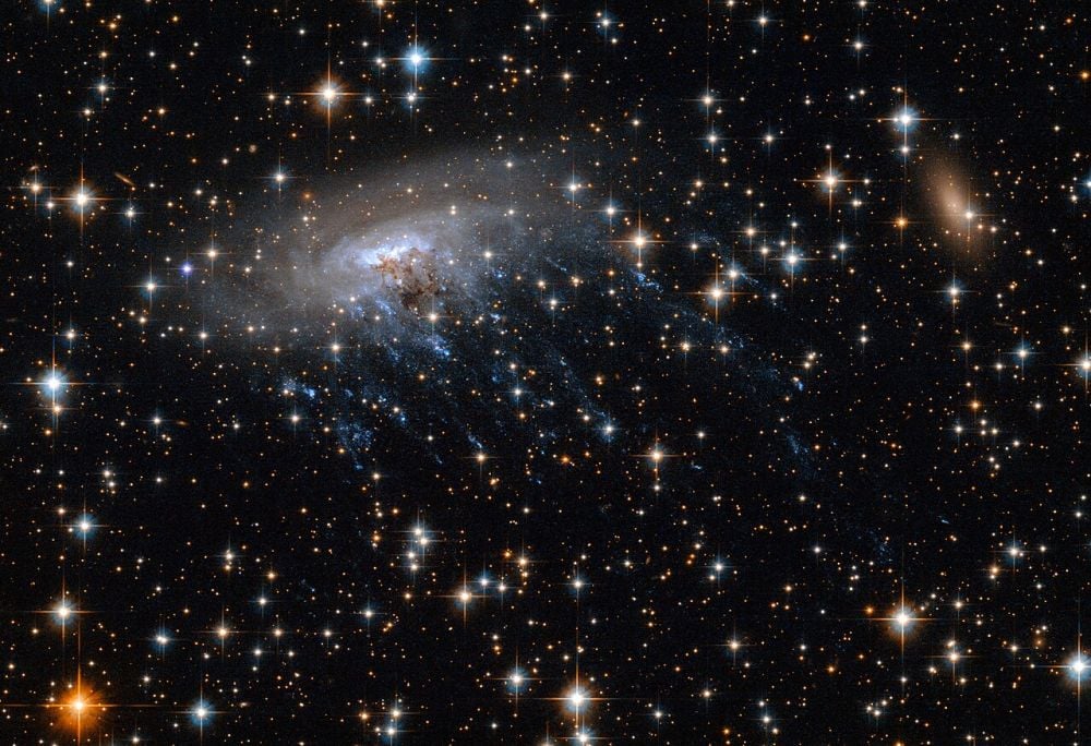 This is the spiral galaxy ESO 137-001, the first Jellyfish Galaxy discovered. Ram pressure has stripped some of its gas and stretched into long filaments that dangle in one direction like jellyfish tentacles. Now astronomers have discovered another candidate jellyfish galaxy, but this one appears much earlier in the Universe, surprising astronomers. Image Credit: ESA/Hubble, CC BY 4.0, https://commons.wikimedia.org/w/index.php?curid=31544838