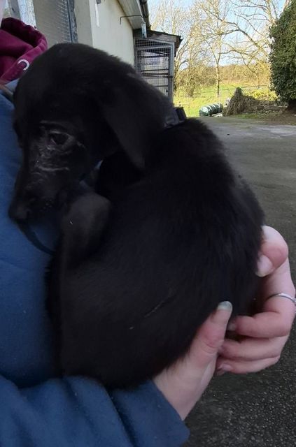 The shelter have taken her in PIC CREDIT: GSPCA