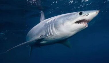 Scientists stunned as shark appears for first time in Antarctic Southern Ocean waters