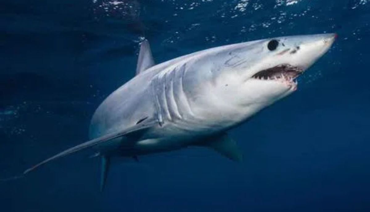 Scientists stunned as shark appears for first time in Antarctic Southern Ocean waters