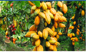 File photo of a cocoa farm
