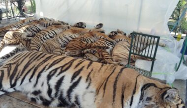 Outbreak Kills More Than 70 Tigers at Thailand Park