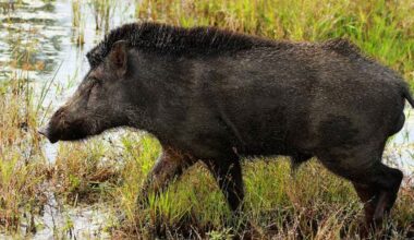 Representational Image.