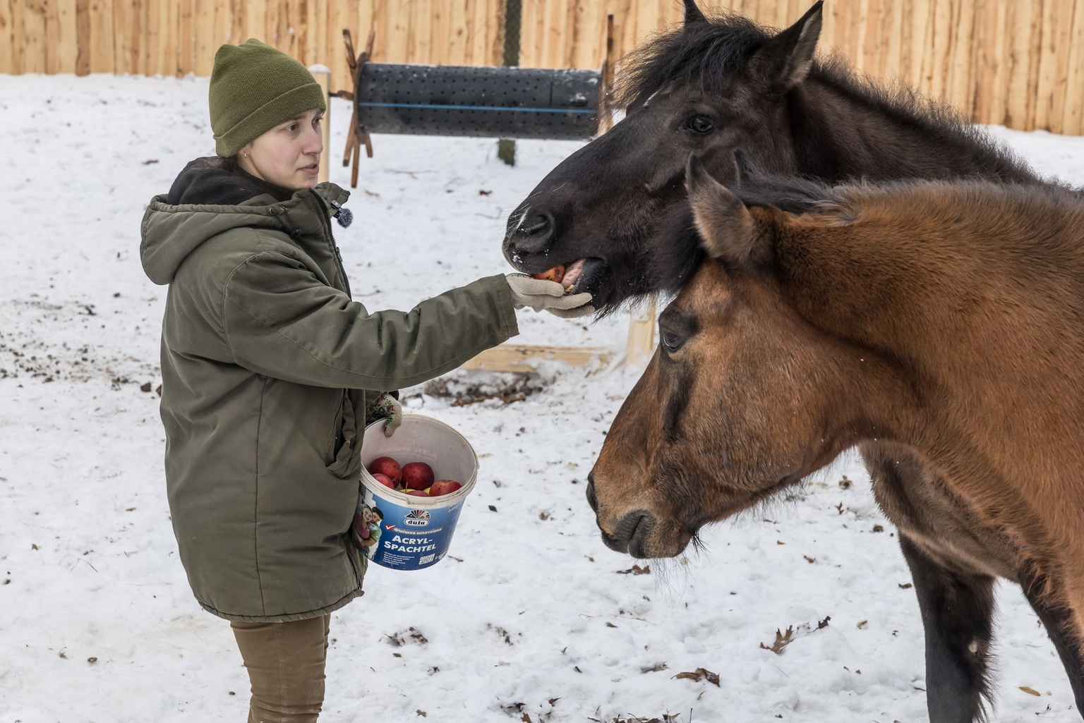 Anastasiia Larionova, 30,  zoo technician in the ungulate department, feeds apples to Hutsul horses at the Kyiv Zoo in Kyiv, Ukraine, on Jan. 27, 2026.