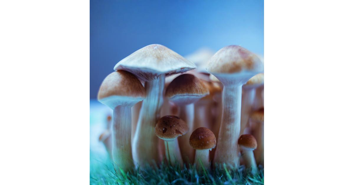 Psychedelic treatment reveals addiction-like behavior in anorexia animal model, not expected social withdrawal