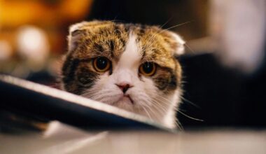 iOS 26.2.1 causing crashes, freezes, and more for some users