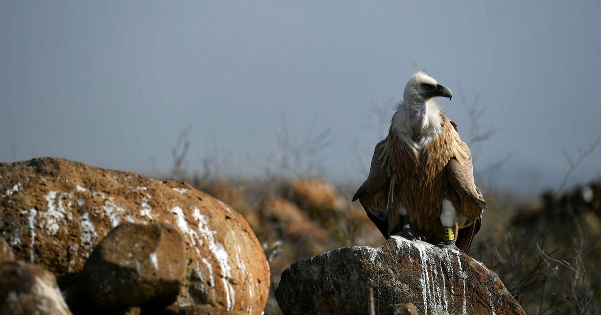Why Israel's Vulture Population Isn't Recovering