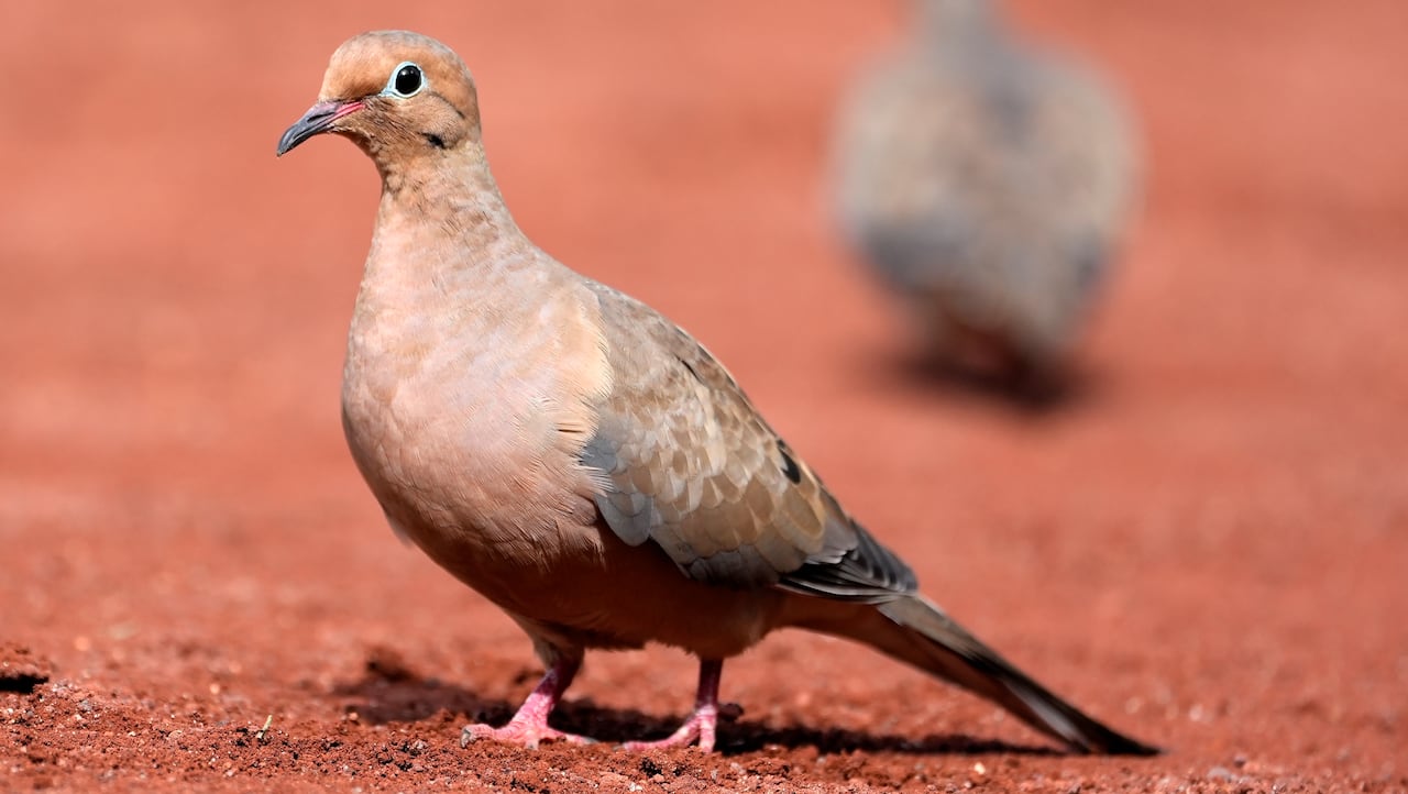 Two birds are seen, with the one in front more in focus.