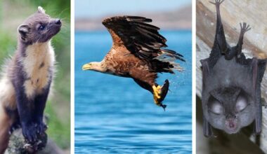 Climate Changemakers: Three species that are bouncing back in Ireland thanks to conservation