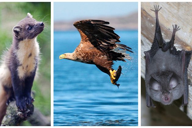 Climate Changemakers: Three species that are bouncing back in Ireland thanks to conservation
