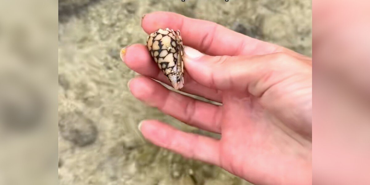 Woman Picks Up A 'Pretty' Shell — Then Learns It Could Have Killed Her