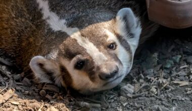 Badgers designated as ‘special concern’ species in Prairie provinces