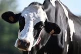 thumbnail: A confirmed case of bluetongue in Co Wexford has ended Ireland’s disease‑free status and sparked fresh concerns for the livestock sector. This photograph shows a Holstein cow during a vaccination campaign against bluetongue disease, in the region of Brittany in France.  (Photo by LOU BENOIST/AFP via Getty Images