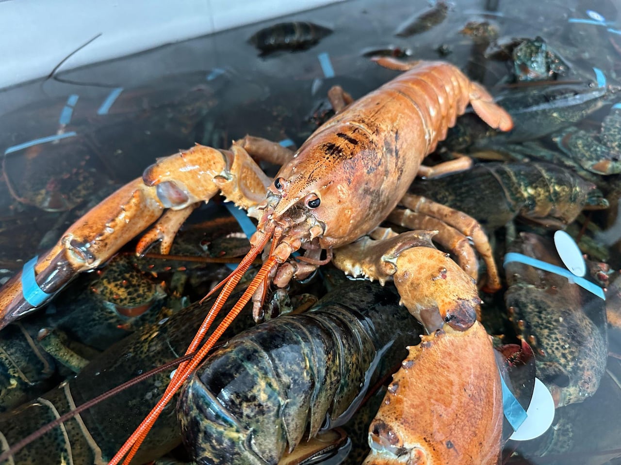 A lobster lays in a tank on top of other lobsters 