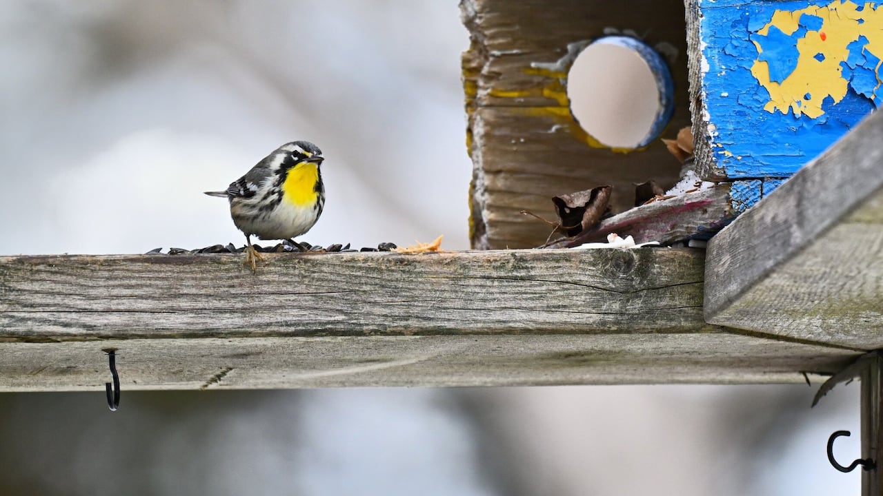 A bird with a mostly black-and-white plumage is shown, but its throat is striped yellow.