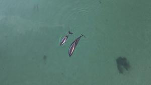 Porpoises ‘buzz’ less when boats are nearby