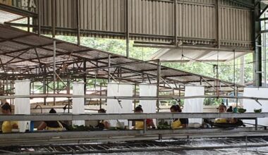 Global experts to gather in Mexico to address key banana challenges | News