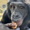 Nyota, a bonobo living at Ape Initiative