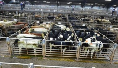 Mart prices fall for lighter cattle as confidence weakens