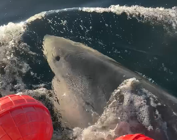 Massive great white shark ‘Contender’ pings off North Carolina coast