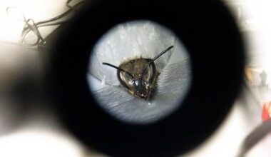 What can honey bee brain chemistry teach us about human learning? | Virginia Tech News