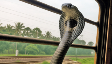 Snakes on a train: How king cobras are spreading across India thanks to world’s busiest railway network