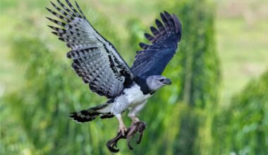 Harpy eagle carrying monkey