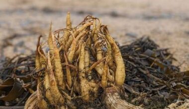 Public urged to avoid ‘highly toxic’ plant reported on Meath beach