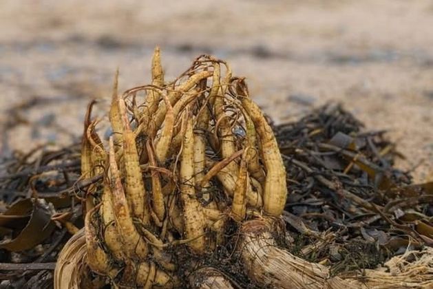 Highly toxic plant found washed up in second location as public warned to avoid touching