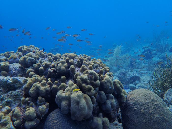 Corals in coastal bay