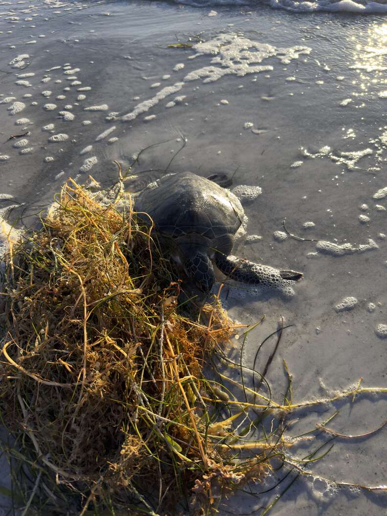 sea turtle in seaweed