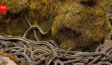 World’s largest snake den in Canada: Over 100,000 red-sided garter snakes come alive every spring | World News