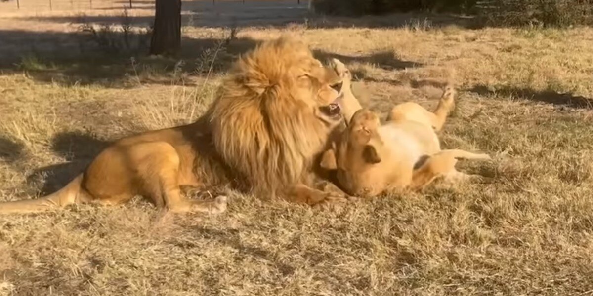Rescuers' Hearts Soar Watching Lion Couple Finally Be Reunited