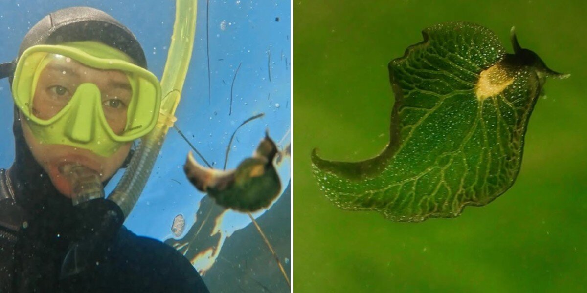 Snorkeler Swims By 'Gorgeous Leaf'— Then Realizes It's Actually A Rare Animal