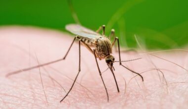 Scientists seek rare victims of Irish mosquito bites after West Nile virus detected for first time in Britain