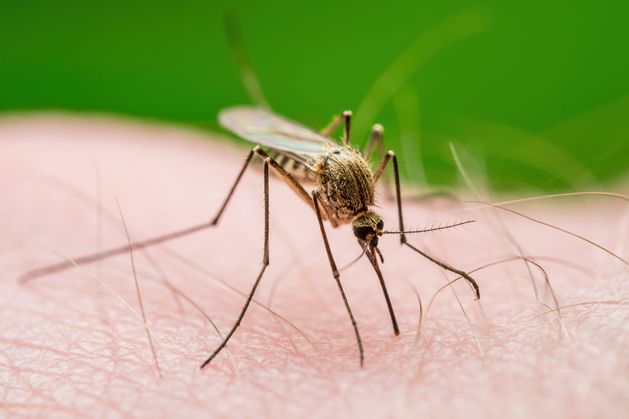 Scientists seek rare victims of Irish mosquito bites after West Nile virus detected for first time in Britain