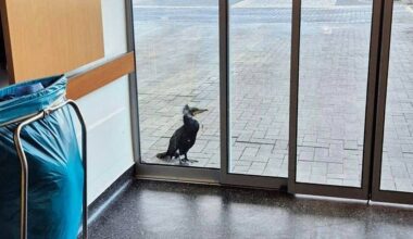 Injured seabird seeks help by pecking at door of German hospital