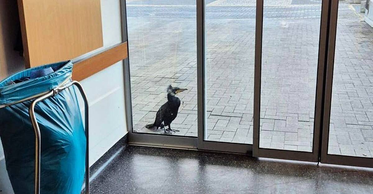 Injured seabird seeks help by pecking at door of German hospital