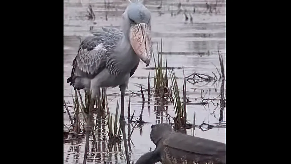 Shoebill bird reveals hunting prowess in battle with monitor lizard