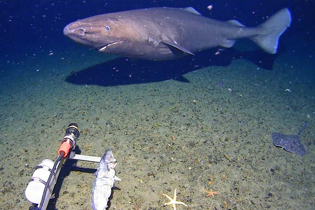 In this image made from video and released by the University of Western Australia, a sleeper shark swims into the spotlight of a video camera in Antarctica in January 2025.