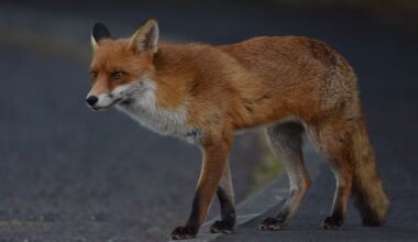Fox wreaks havoc in Leinster House after bird decapitated and storeroom left in a mess